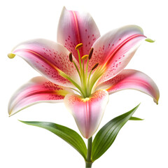 Fototapeta premium pink lily flower