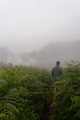 Man standing in green fern field surrounded by thick fog