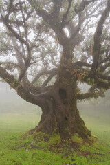 Twisted ancient tree in misty mountain landscape vertical