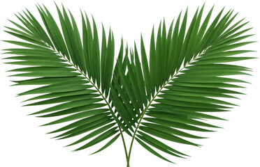 Obraz premium Two Lush Green Palm Fronds Forming A Symmetrical Shape Against A Transparent Background