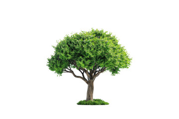 Natural ester tree isolated and centered on transparent background