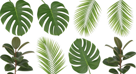 Green Monstera leaves and palm fronds with a rubber plant branch tropical leaves