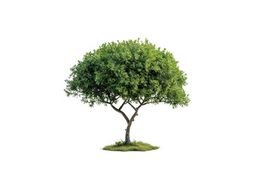 High-resolution ester tree with lush leaves isolated transparently