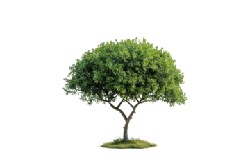 High-resolution ester tree with lush leaves isolated transparently