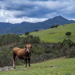 Healthy young cow grazing in scenic Alt Urgell pastures for agriculture