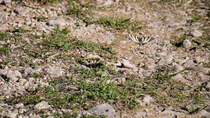 Iphiclides podalirius in flight, typical of Mediterranean European regions