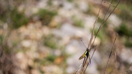 Owlfly Libelloides perched on dry grass stem in natural habitat