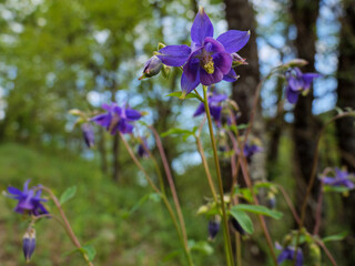 Vibrant Purple Common Columbine Flowers in Natural Habitat