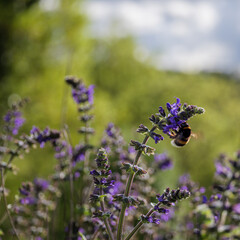 Busy bumblebee on purple blooms symbolizing environmental harmony
