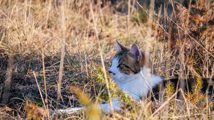Domestic cat with tabby and white fur lying in dry sunlit grass