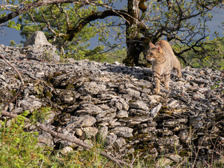 Wild Spirit : Female Cat Adapting to Harsh Rocky Terrain
