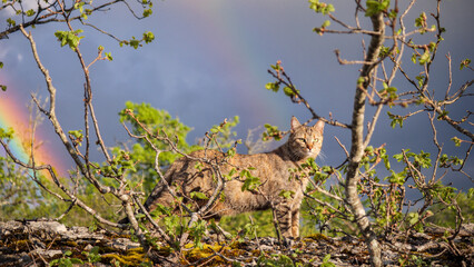 Lucky cat with rainbow symbolizing hope and new beginnings