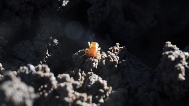 soldier termite in termite mound, termite, insects, Etosha Mountain Lodge, Namibia