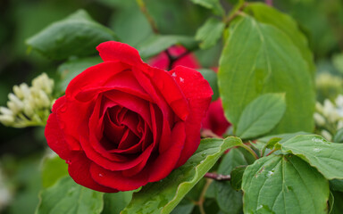 Passionate Red Rose Symbolizing Love and Natural Beauty