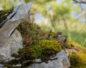 Hardy Succulent Plant Adapting to Rocky Environment in Nature