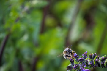 Productive Bumblebee on Flower for Environmental Concepts