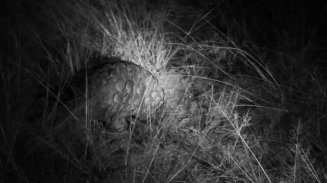 Temminck&rsquo;s Ground Pangolin,  Smutsia temminckii, under infrared light so as not to disturb the animal, infrared light , BW, B&W, slow motion,  savannah, pangolin is digging, pangolin, Okongjima reserv