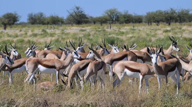 Springbok eating grass in the savannah,  Gazelle, Antidorcas marsupialis,  walking, Springbok, Etosha National Park, Namibia