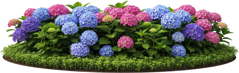 Fototapeta premium A lush bed of hydrangeas in vibrant pink and blue hues with green leaves and ground cover