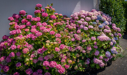 Alencon, France - 06 19 2023: Closeup of hydrangeas flowers in a garden