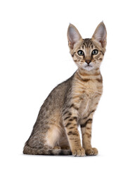 Beautiful warm toned Savannah cat kitten, sitting up side ways. Looking straight to camera with green eyes. Isolated on a white background.