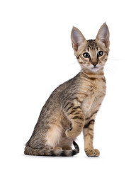 Beautiful warm toned Savannah cat kitten, sitting up side ways with one paw lfted. Looking beside camera with green eyes. Isolated on a white background.