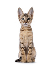 Beautiful warm toned Savannah cat kitten, sitting up facing front. Looking straight to camera with green eyes. Isolated on a white background.