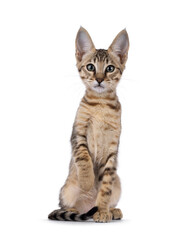Beautiful warm toned Savannah cat kitten, sitting up facing front with one paw lifted. Looking straight to camera with green eyes. Isolated on a white background.