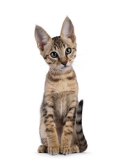 Beautiful warm toned Savannah cat kitten, sitting up facing front. Looking beside camera with green eyes and cute gead tilt. Isolated on a white background.