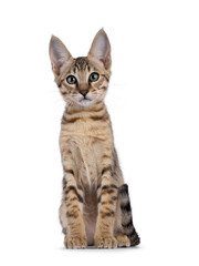 Beautiful warm toned Savannah cat kitten, sitting up facing front. Looking straight to camera with green eyes. Isolated on a white background.
