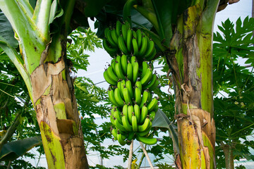 Macro shot of green bananas, plantation backdrop, rule of thirds perfectly applied.
