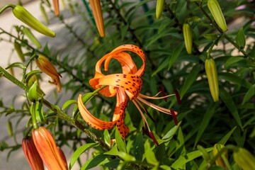 close up of a Tiger Lily in the afternoon sun
