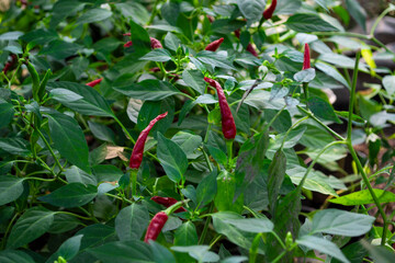 red chili pepper