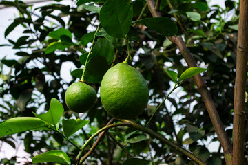 green lime on the tree