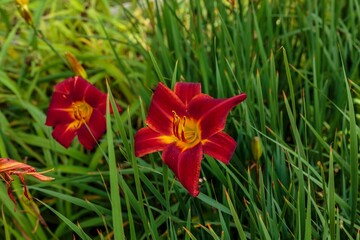 two more Ketchup and Mustard lilies blooming in the front garden