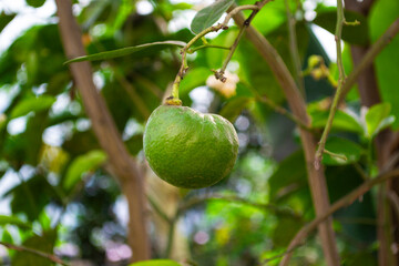figs on tree