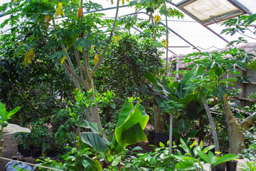 citrus plants and trees in a greenhouse
