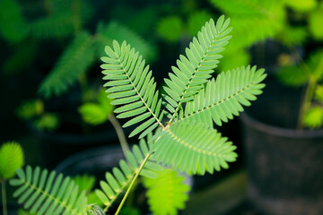 fern leaf in the forest