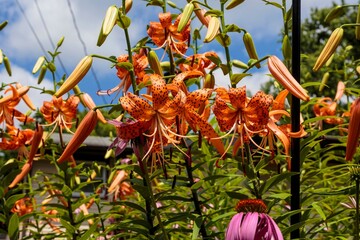 a close up of a group of Tiger Lilies bloomimg in the back garden