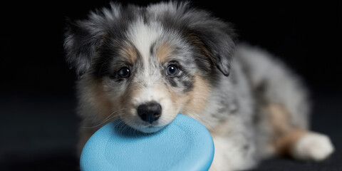 Cute puppy with blue frisbee on dark background