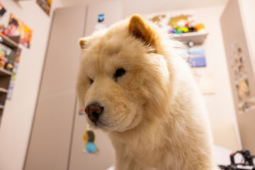 A fluffy cream-colored chow chow lies relaxed on a bed in a softly lit room, eyes closed in...