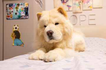 A fluffy cream-colored chow chow lies relaxed on a bed in a softly lit room, eyes closed in...