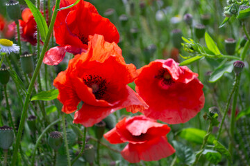 red poppies in the garden