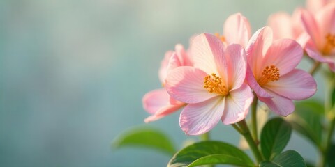 Obraz premium Delicate Pink Blossoms in Soft Light A Close-Up Study of Floral Beauty