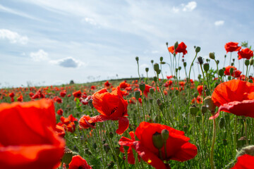 field of red poppies