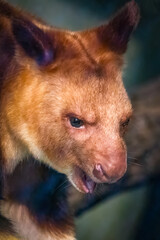 Goodfellows Tree Kangaroo with in a Natural Habitat