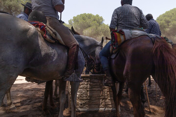 Traditional horse roundup in andalusia forest. Riders drive a herd of horses through dusty pine woods during the annual "Saca de las Yeguas" in Almonte, Huelva, southern Spain. 