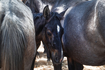 Traditional horse roundup in andalusia forest. Riders drive a herd of horses through dusty pine woods during the annual "Saca de las Yeguas" in Almonte, Huelva, southern Spain. 