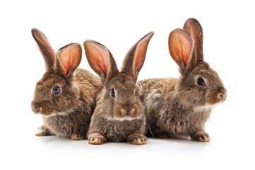 Three little rabbits.