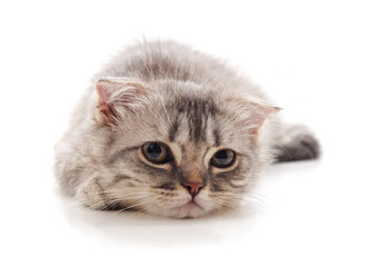 One kitten with big eyes.